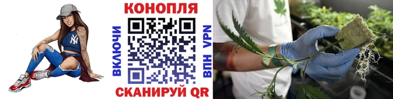 где можно купить наркотик Шелехов Шишки марихуана MAZAR
